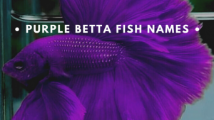 100+ Best Purple Betta Fish Names – Woad ToAd